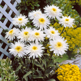Crazy Daisy margaréta (1)