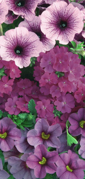 Purple Cleopatra Confetti Garden Trio (4) Kedvezményes