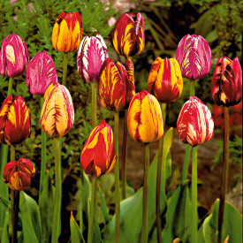 Rembrandt festői tulipán (15)