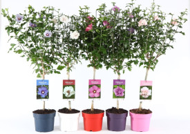 Törzses mályvacserje (hibiszkusz) különböző színekben