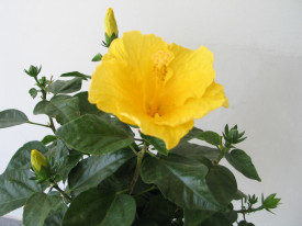 Törzses hibiszkusz sárga