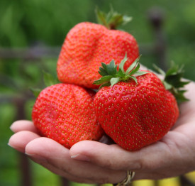 Sweet Mary óriás eper (3)