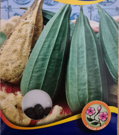 Lufa tök (szivacstök)