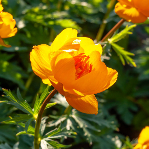 Zergeboglár Goldkönigin (1)