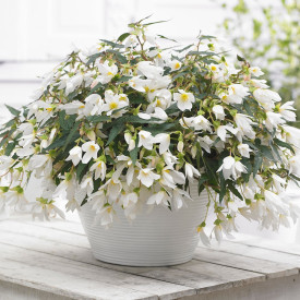 Balkon begónia fehér (3)