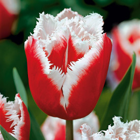 New Santa tulipán (7)
