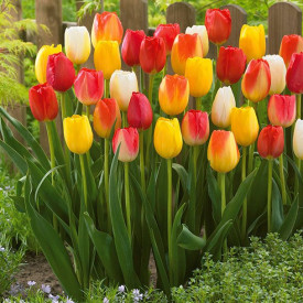 Hosszúszárú tulipán színkeverék 10 db