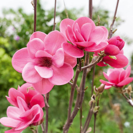 Magnolia 'Watermelon'