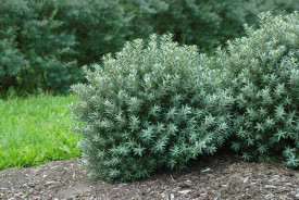 Homoktövis porzós 'Hikul'