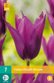 Purple Dream tulipán (7)