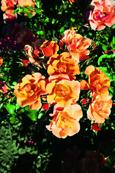 Cubana talajtakaró rózsa