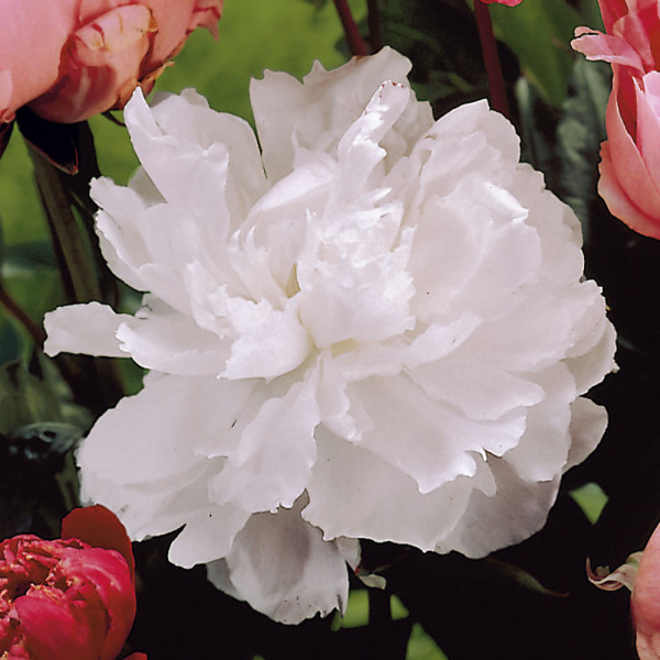 Pünkösdi rózsa Shirley Temple fehér