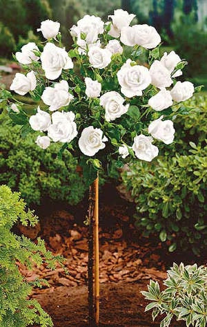 Magastörzsű fehér rózsa konténeres