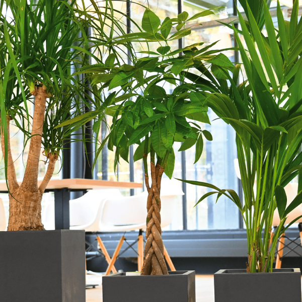 Fonott törzsű vadkakaó