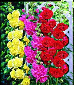 Mályvarózsa sárga