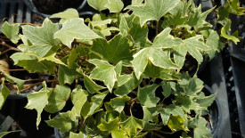 Borostyán fehér széllel