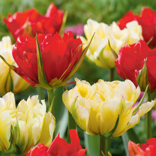 Sweet &Love Valley tulipán (6)
