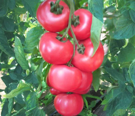 Honey Moon paradicsom