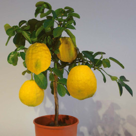Citro Max óriás citrom
