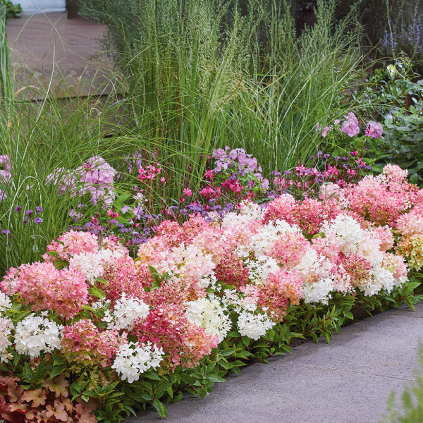 Groundbreaker hortenzia