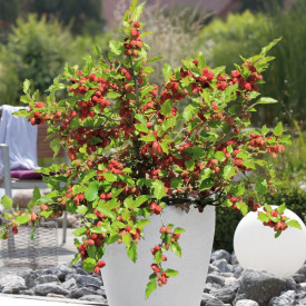 Törpe fekete eperfa Mojo Berry