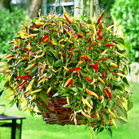 Csüngő erős paprika Hot Red (2)