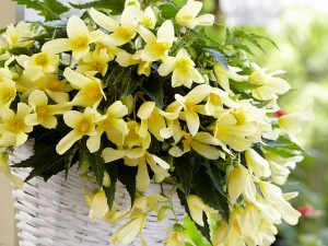 Begonia Beauvilia® sárga (1)