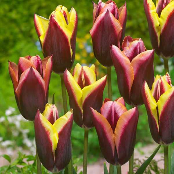Striped Bats tulipán (10)