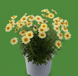 Margarétacserje, sárga