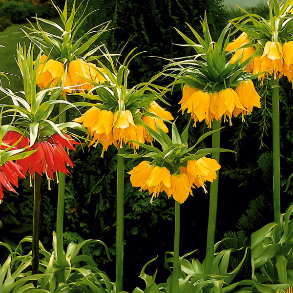 Császárkorona "Lutea" (1)