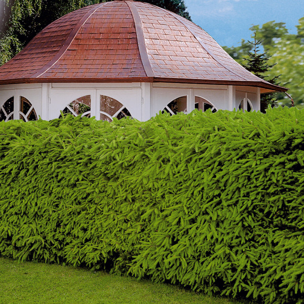 Sövényfenyő (konténeres)