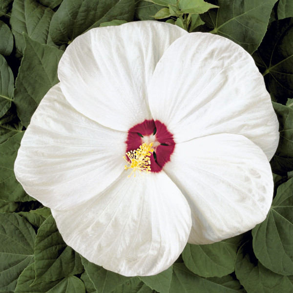 Mocsári hibiszkusz krémszín
