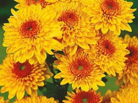 Késői Krizantém Beppie sárga