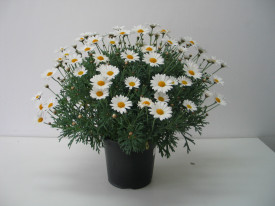 Margarétacserje, fehér