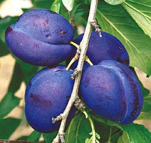 Bluefre szilva konténeres