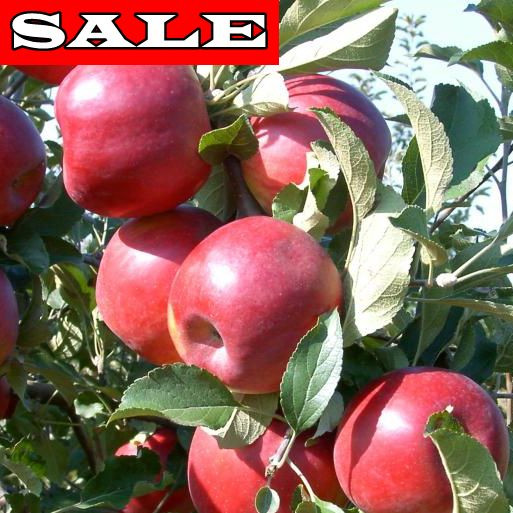 Jonathan almafa gyökércsomagolt