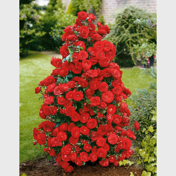 Castella piros bokorrózsa