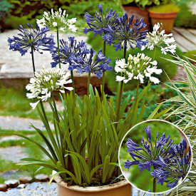 Szerelemvirág kék 2 db.