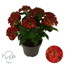 Hortenzia, piros