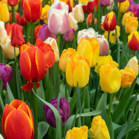 Funfair mix tulipán (10)