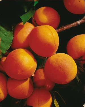 Kedvezményes Pannónia kajszi