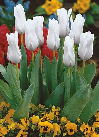 Fehér császár tulipán (5)