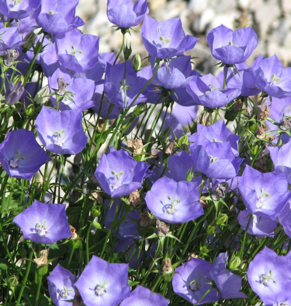 Kárpáti harangvirág, kék (3)