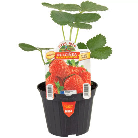 Folytonérő eper, Dulcinea