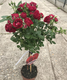 Sötét piros törzses rózsa, konténeres