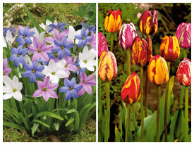 Csillaghagyma és Rembrandt tulipán