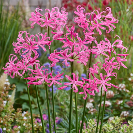 Csillogó pirosliliom (Nerine)