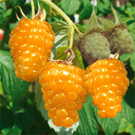 Two Timer Sugana Aranysárga málna