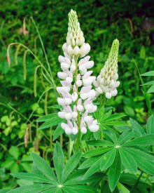 Fehér csillagfürt, nagy cserepes