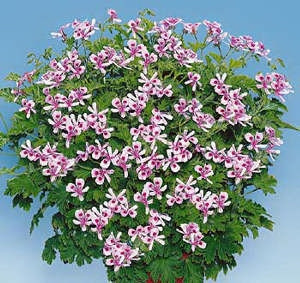 Citronella illatos muskátli 3 db